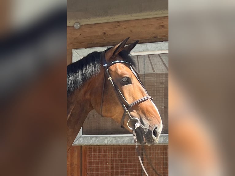 Holstein Gelding 7 years 16,3 hh Brown in Waldenbuch