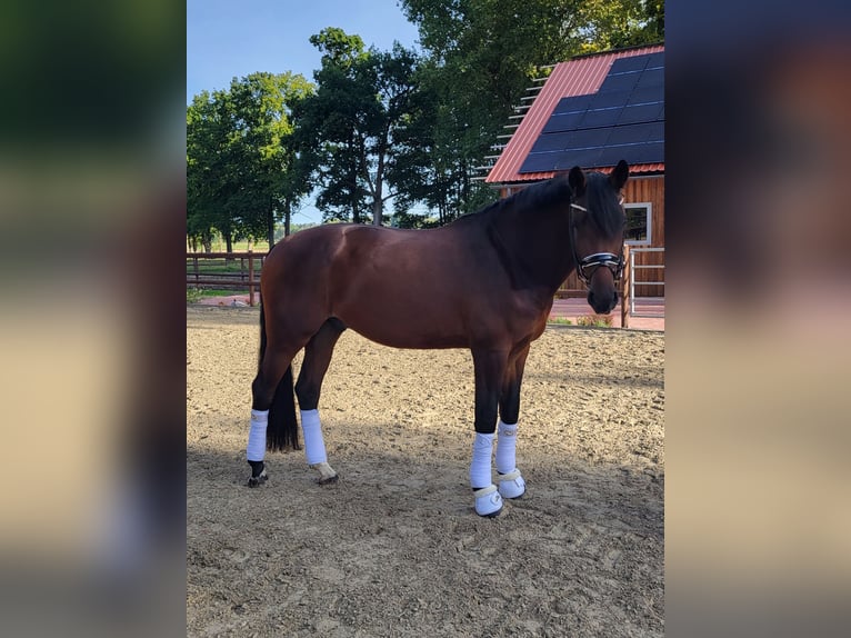 Holstein Gelding 7 years 16,3 hh in Bothel