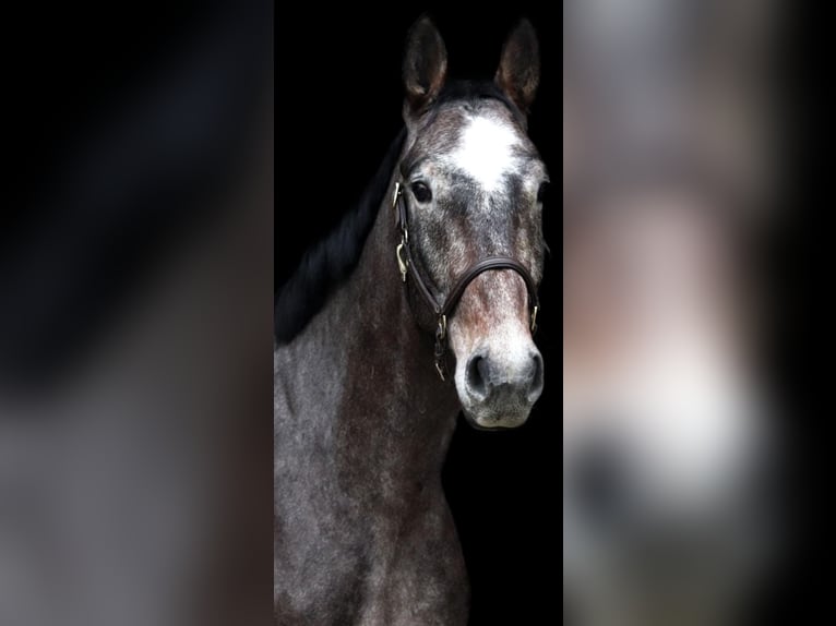 Holstein Gelding 7 years 16,3 hh Gray in Celle