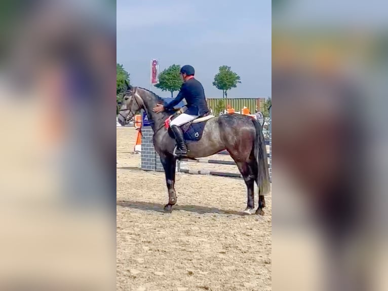 Holstein Gelding 7 years 16,3 hh Gray in Celle