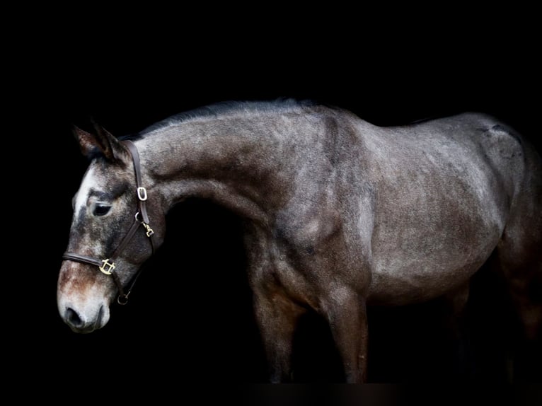 Holstein Gelding 7 years 16,3 hh Gray in Celle