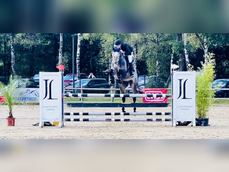 Holstein Gelding 7 years 16,3 hh Gray in Celle