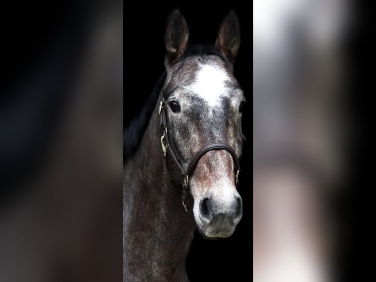 Holstein Gelding 7 years 16,3 hh Gray in Celle