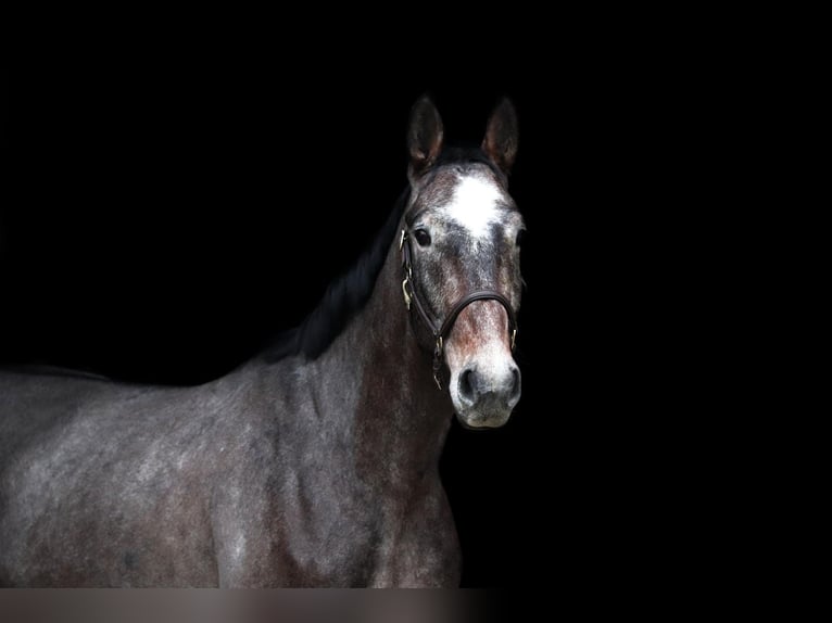 Holstein Gelding 7 years 16,3 hh Gray in Celle