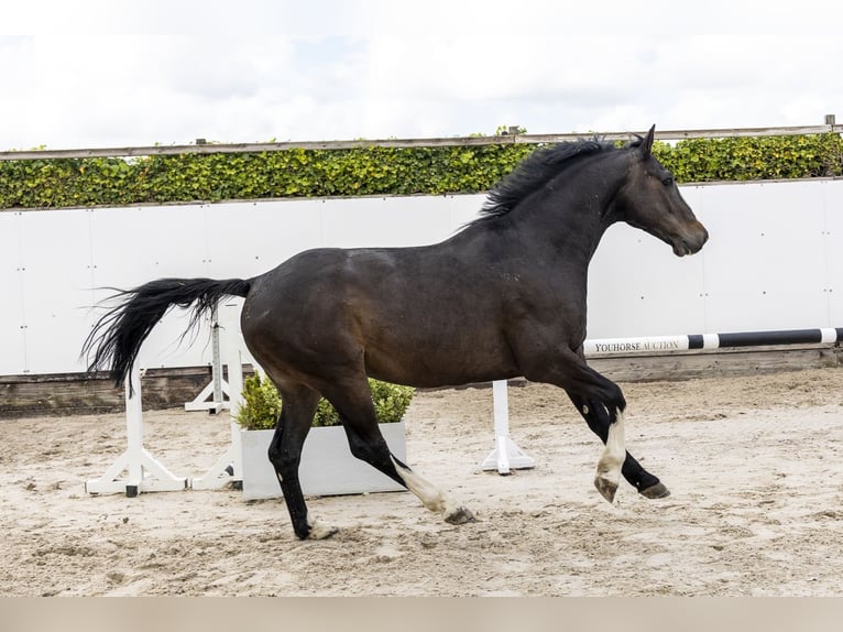 Holstein Gelding 7 years 16 hh Bay-Dark in Waddinxveen