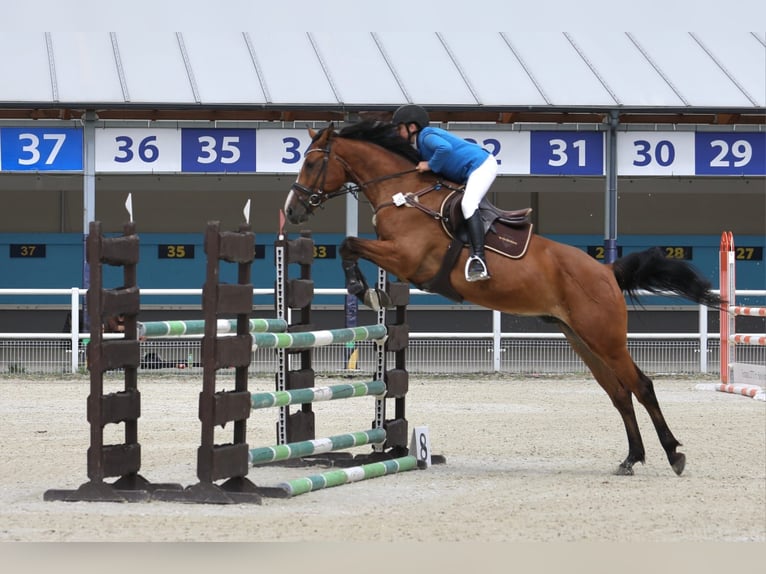 Holstein Gelding 7 years 16 hh Brown in Neuzelle