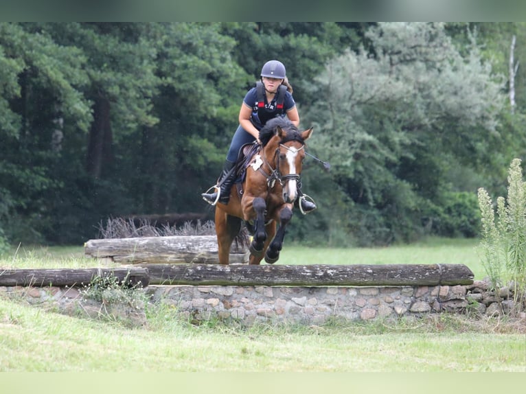 Holstein Gelding 7 years 16 hh Brown in Neuzelle