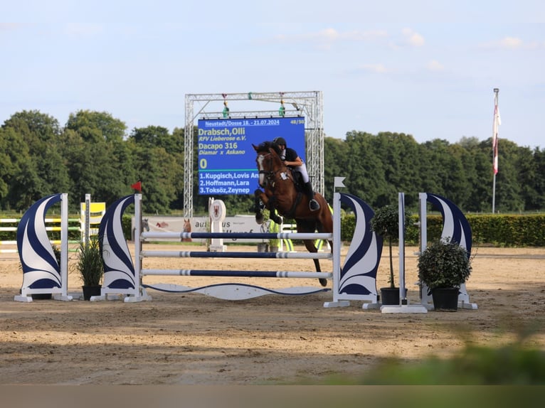 Holstein Gelding 7 years 16 hh Brown in Neuzelle