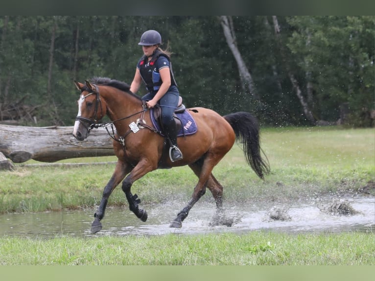 Holstein Gelding 7 years 16 hh Brown in Neuzelle