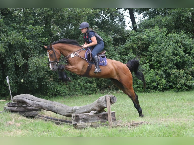 Holstein Gelding 7 years 16 hh Brown in Neuzelle