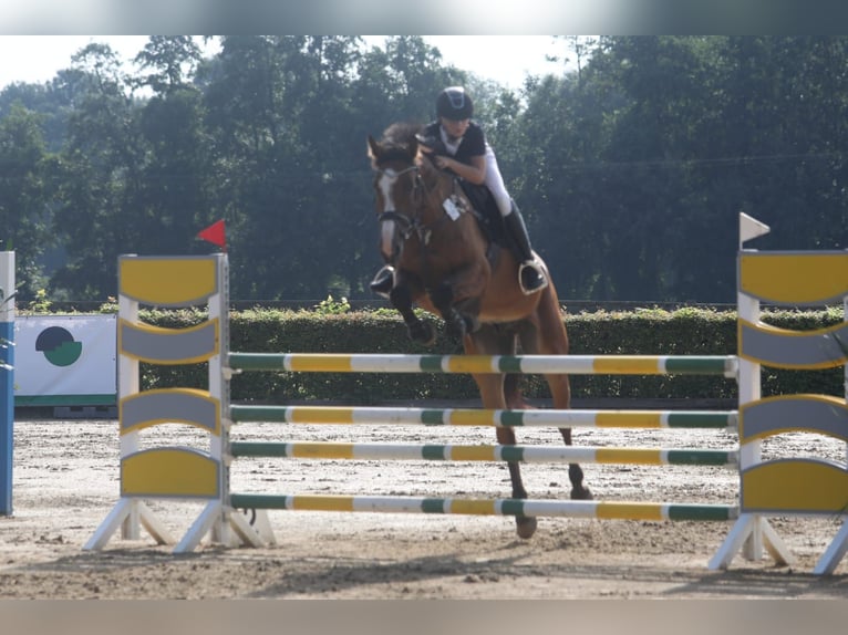 Holstein Gelding 7 years 16 hh Brown in Neuzelle