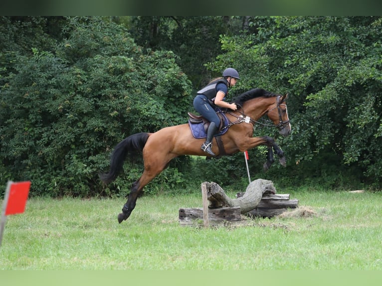 Holstein Gelding 7 years 16 hh Brown in Neuzelle