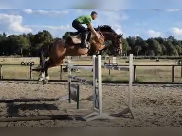 Holstein Gelding 7 years 16 hh Brown in Verden (Aller)Verden