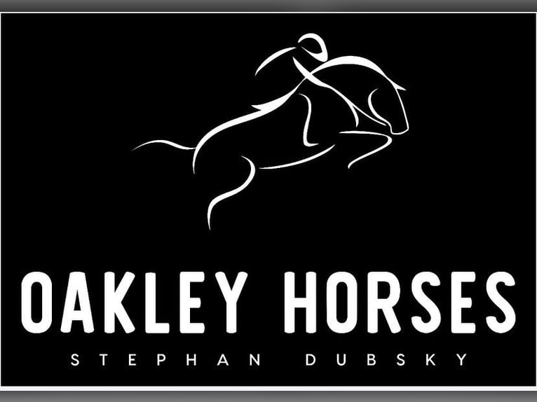 Holstein Gelding 7 years 16 hh Brown in Verden (Aller)Verden