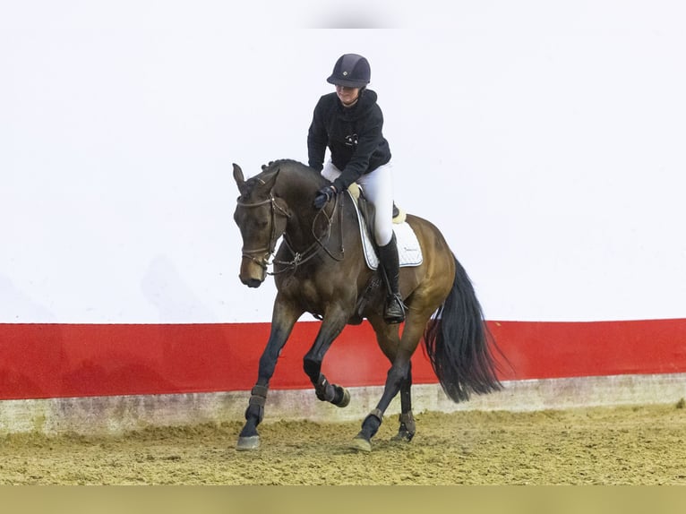 Holstein Gelding 7 years 16 hh Brown in Waddinxveen