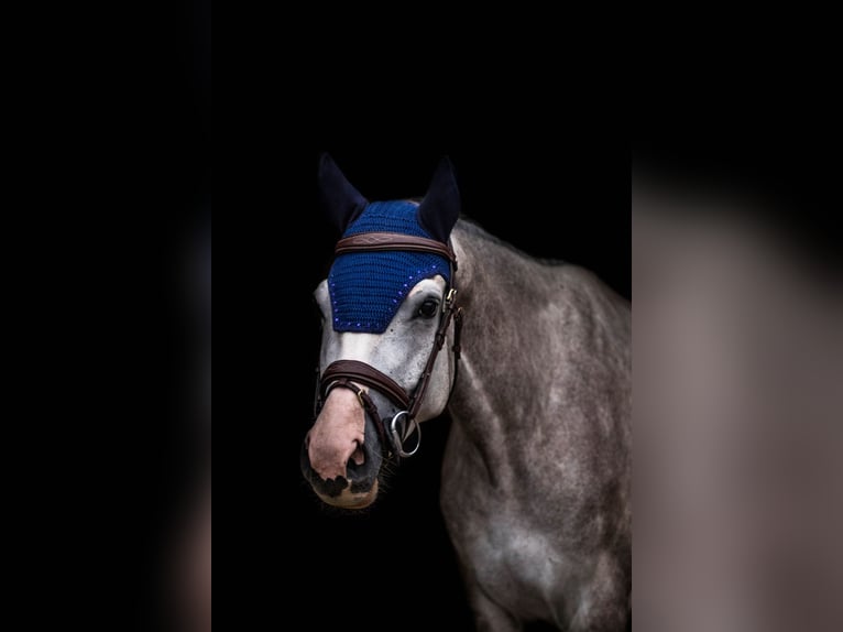 Holstein Gelding 7 years 16 hh Grey-Dapple in Großenhain