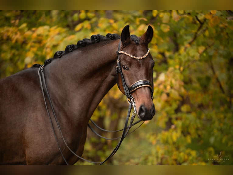 Holstein Gelding 7 years 16,1 hh Bay-Dark in Wehringen Holstein Gelding 7 years 16,1 hh Bay-Dark in Wehringen