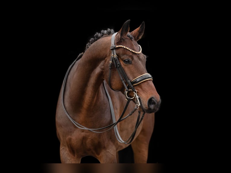 Holstein Gelding 7 years 16,1 hh Bay-Dark in Wehringen Holstein Gelding 7 years 16,1 hh Bay-Dark in Wehringen