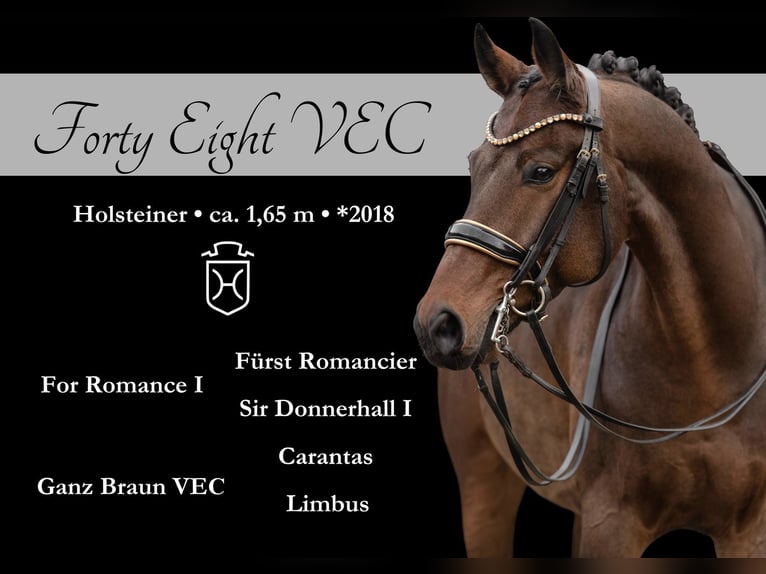 Holstein Gelding 7 years 16,1 hh Bay-Dark in Wehringen Holstein Gelding 7 years 16,1 hh Bay-Dark in Wehringen