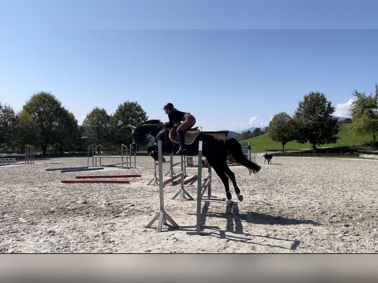 Holstein Mix Gelding 7 years 16,1 hh Bay-Dark in Ljubljana