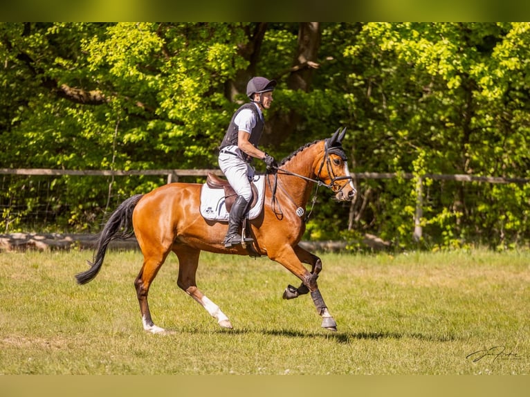 Holstein Gelding 7 years 16,1 hh Brown in Eyendorf