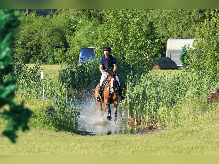 Holstein Gelding 7 years 16,1 hh Brown in Eyendorf