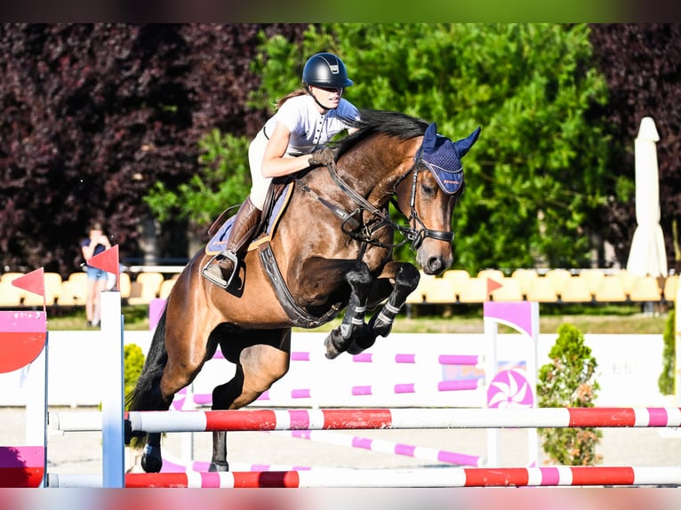 Holstein Gelding 7 years 16,1 hh Brown in Piła