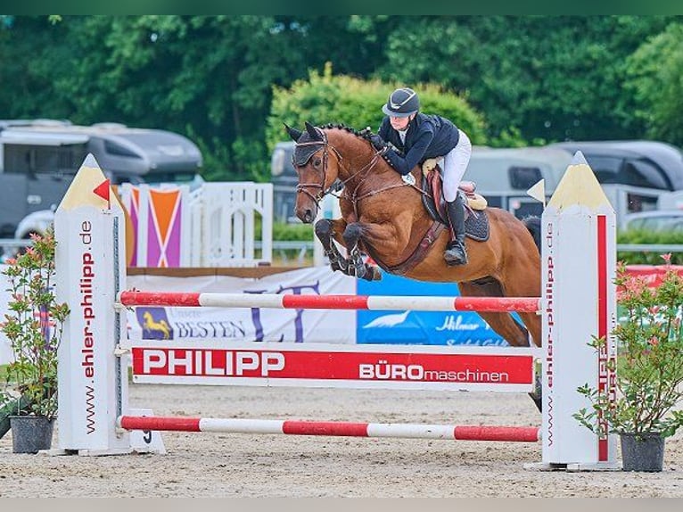 Holstein Gelding 7 years 16,1 hh Brown in Verden (Aller)