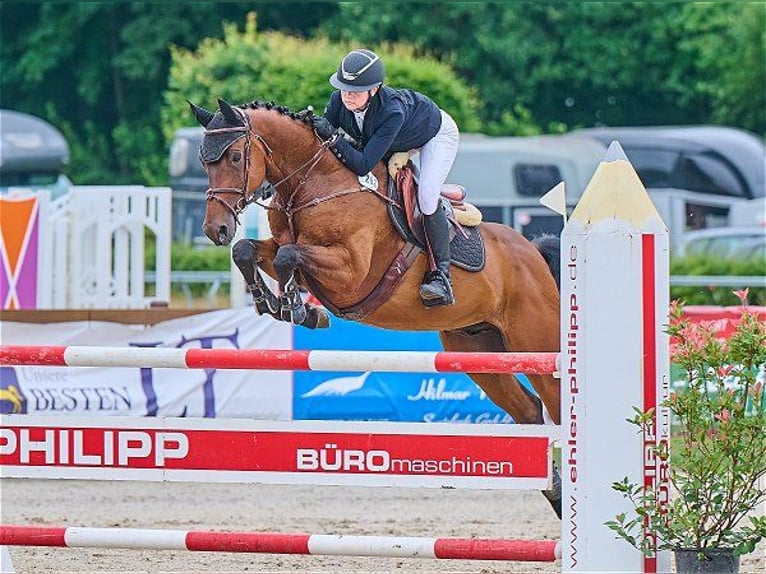 Holstein Gelding 7 years 16,1 hh Brown in Verden (Aller)