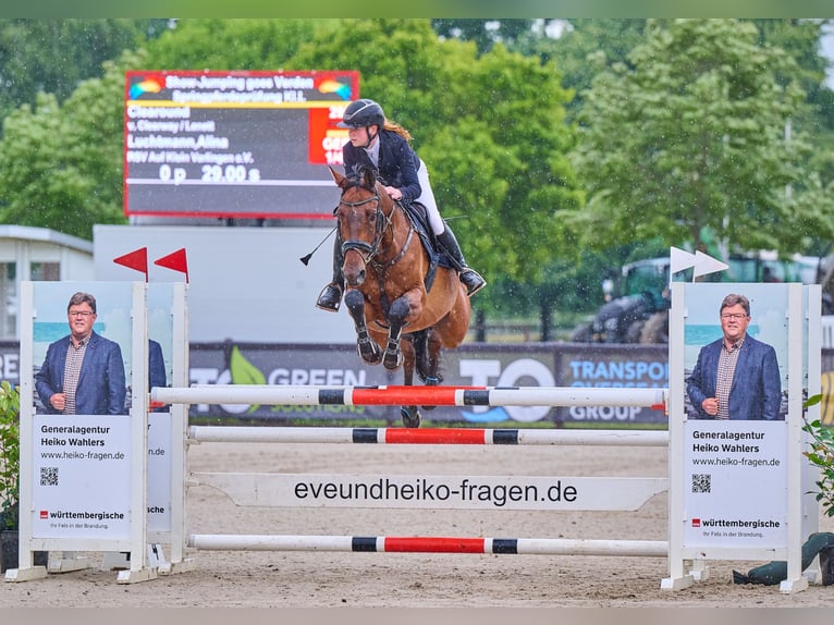 Holstein Gelding 7 years 16,1 hh Brown in Verden (Aller)