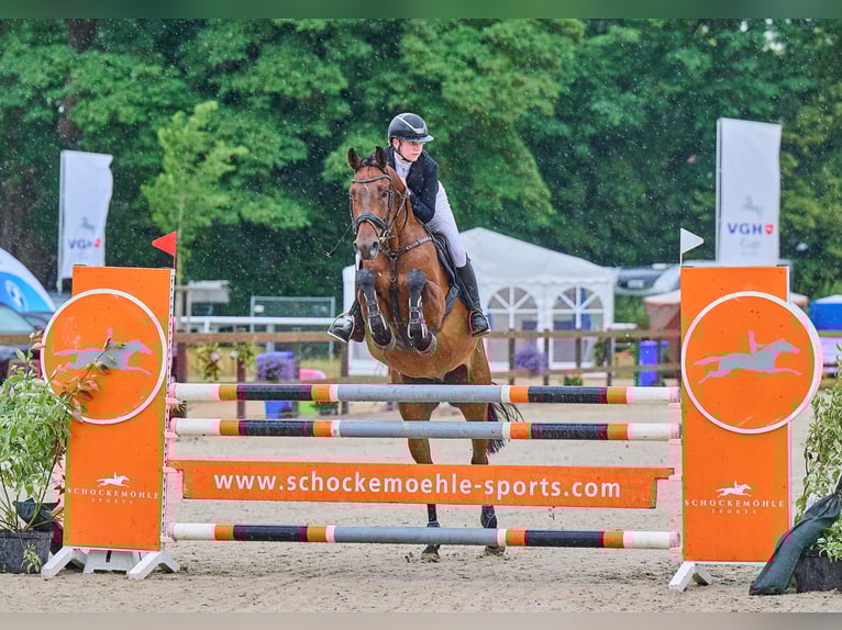 Holstein Gelding 7 years 16,1 hh Brown in Verden (Aller)