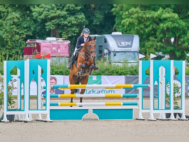 Holstein Gelding 7 years 16,1 hh Brown in Verden (Aller)