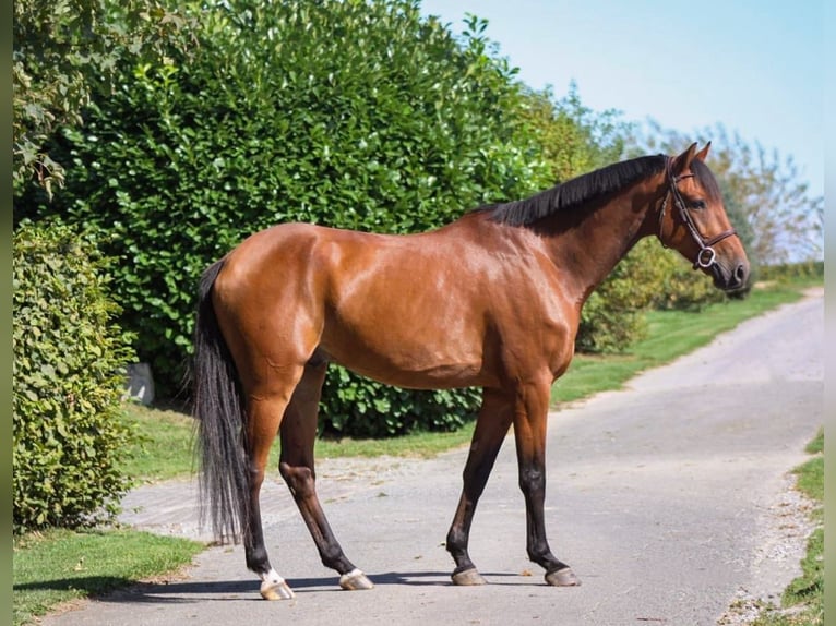 Holstein Gelding 7 years 16,1 hh Brown in GROTE-BROGEL