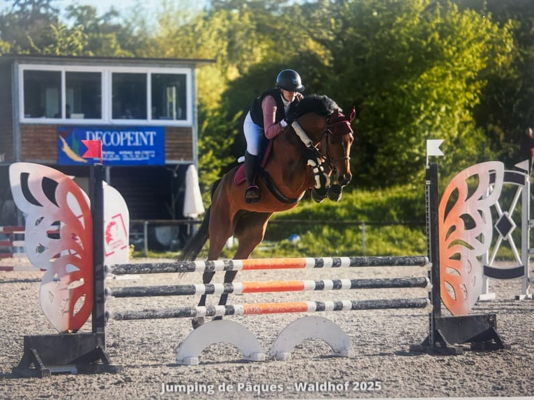 Holstein Gelding 7 years 16,1 hh Brown in GROTE-BROGEL