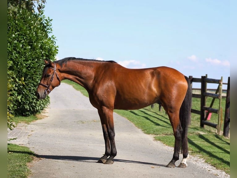 Holstein Gelding 7 years 16,1 hh Brown in GROTE-BROGEL