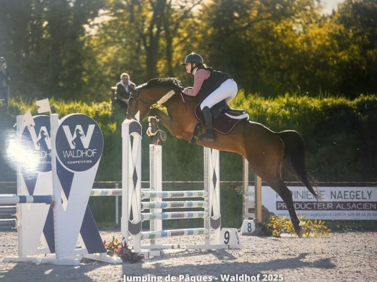 Holstein Gelding 7 years 16,1 hh Brown in GROTE-BROGEL