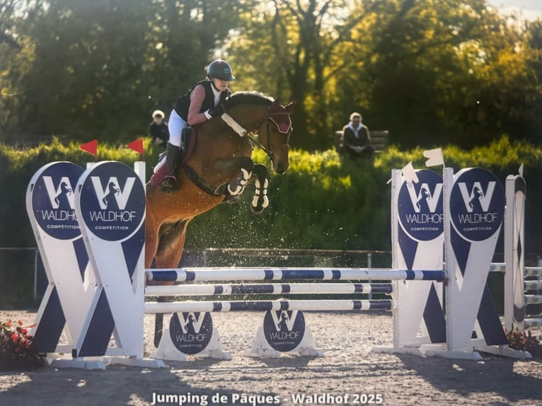 Holstein Gelding 7 years 16,1 hh Brown in GROTE-BROGEL