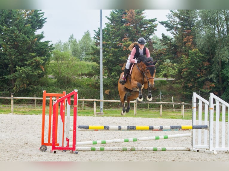 Holstein Gelding 7 years 16,1 hh Brown in GROTE-BROGEL