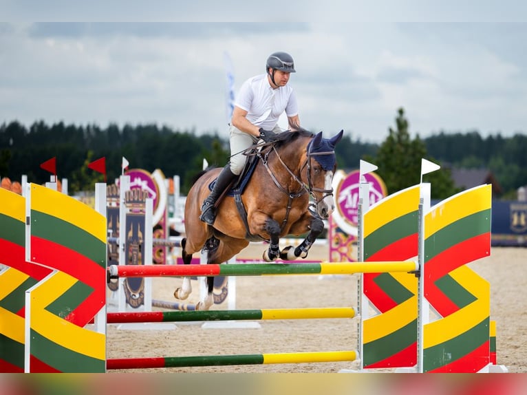 Holstein Gelding 7 years 16,1 hh Brown in Lithuania