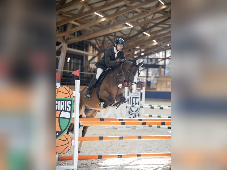 Holstein Gelding 7 years 16,1 hh Brown in Lithuania