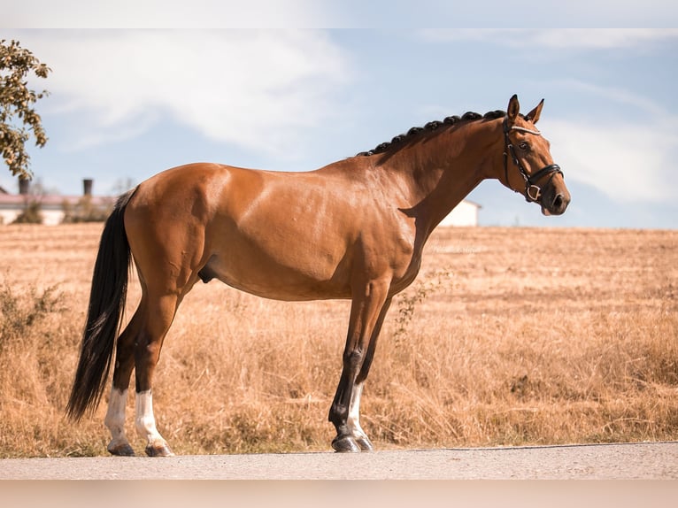 Holstein Gelding 7 years 16,1 hh Brown in Dinkelsb&#xFC;hl