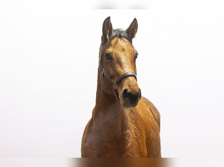 Holstein Gelding 7 years 16,1 hh Brown in Waddinxveen