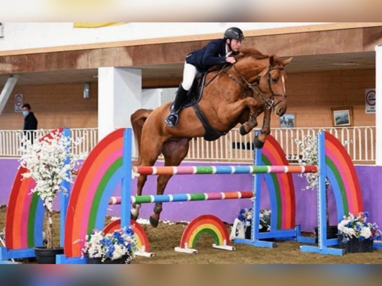 Holstein Gelding 7 years 16,1 hh Chestnut-Red in Békéscsaba