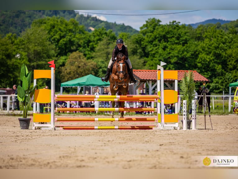 Holstein Gelding 7 years 16,1 hh Chestnut in Velenje
