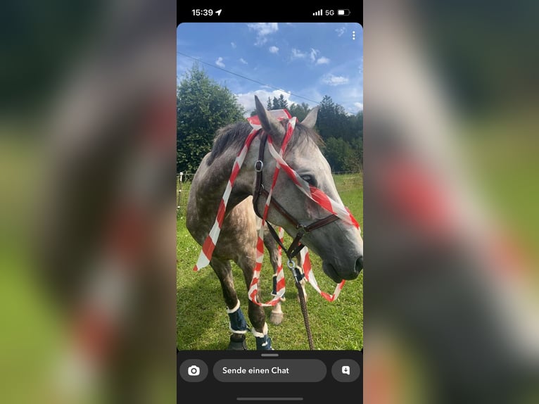 Holstein Gelding 7 years 16,1 hh Grey-Dapple in Regenstauf