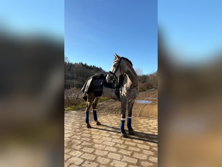 Holstein Gelding 7 years 16,1 hh Grey-Dapple in Regenstauf