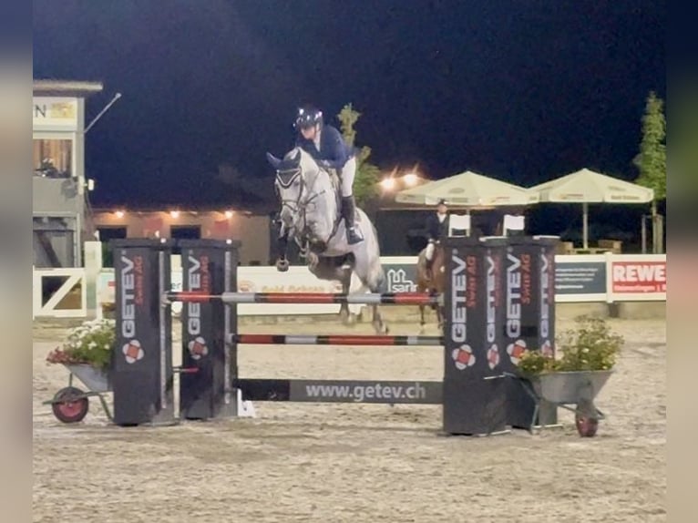 Holstein Gelding 7 years 16,1 hh in Altusried