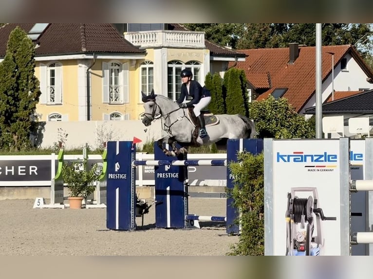 Holstein Gelding 7 years 16,1 hh in Altusried