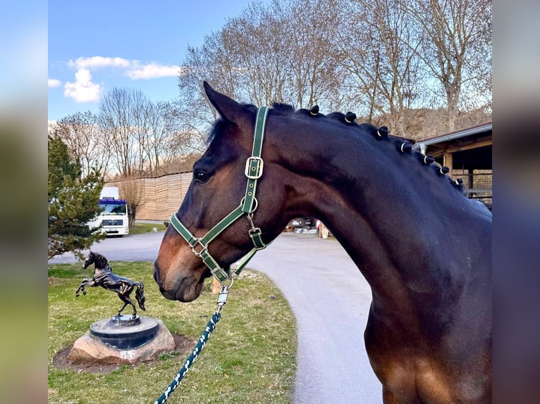 Holstein Gelding 7 years 16,2 hh Bay-Dark in Sangerhausen