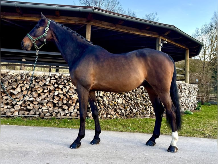 Holstein Gelding 7 years 16,2 hh Bay-Dark in Sangerhausen